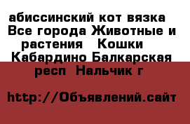 абиссинский кот вязка - Все города Животные и растения » Кошки   . Кабардино-Балкарская респ.,Нальчик г.